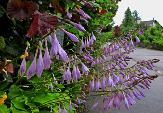 03. Juli 14 - Regen - auch Blumen lassen ihre Köpfe hängen