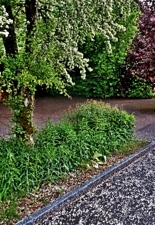 21. Mai 2019 - Weisser Teppich auf der Strasse, wenn Blüten fallen.