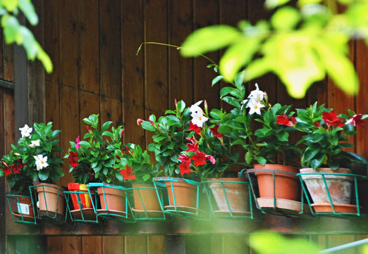 15. Juni 2025 - Achtung! Steht! Der Aufmarsch von Blumen.