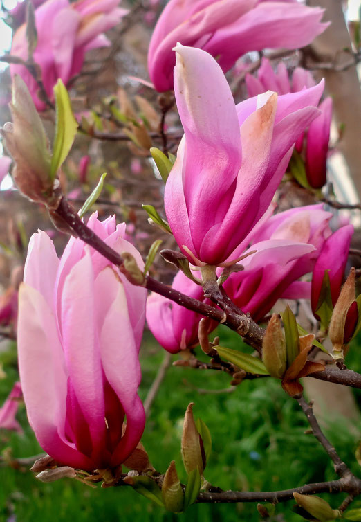08. April 2023 - "Nur eine Magnolie ist schöner!" (In China sind Magnolien ein Symbol für weibliche Schönheit). 