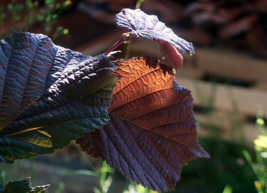 20. Juni 2019 - Natur, kein unbeschriebenes Blatt