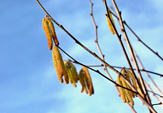 18. Februar 2023 - Der Frühling liegt in der Luft