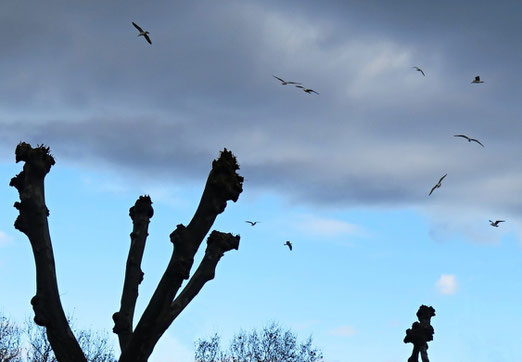 Himmel, Vögel, Möwen