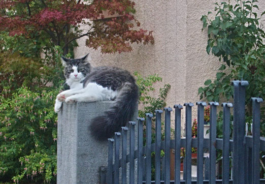 25. August 2025 - Noch ein Katzenbild - die Wächterin oder die Genisserin