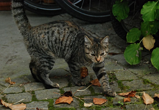 31. Oktober 2014 - Auf der Lauer, auf der Lauer...