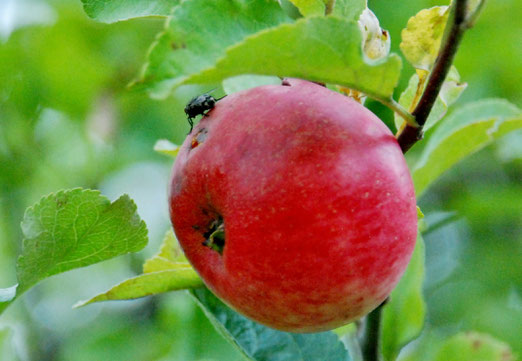 29. Juli 2021 - Die Natur gibt und nimmt wo sie kann. "En Guete!"