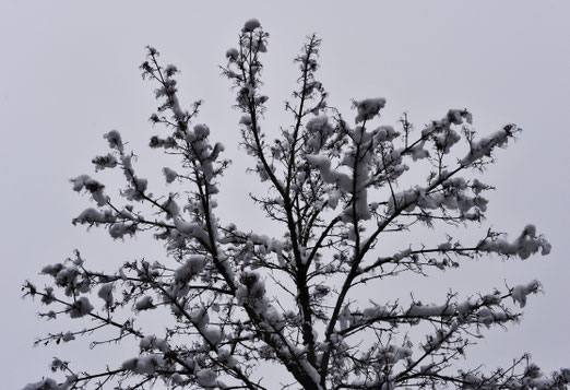 13. Januar 2019 - Kirschbaum in Blütenpracht? Oder doch nicht?