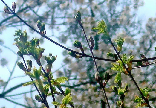 13. April 2023 - Da treibt der Frühling die Knospen an