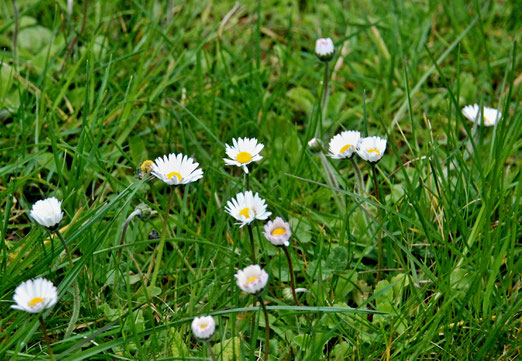  21. April 2023 - Unscheinbar verstreut - Gänseblümchen oder Massliebchen, Tausendschön, Monatsröserl oder Margritli genannt