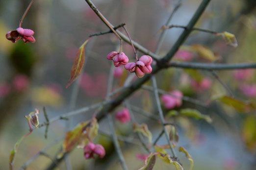 19. November 2014 - Herbst - die letzten Pastellfarben der Natur