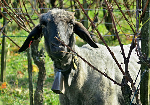 29. Oktober 2016 - Besuch im Weinberg