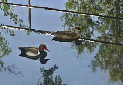 06. Juni 2019 - In unserer Badi am kleinen See.  Auch Enten haben noch Platz.