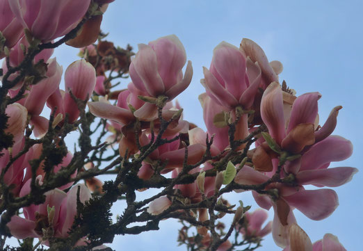  08. April 2024 - Frühling ist, wenn bei uns die Magnolien blühen