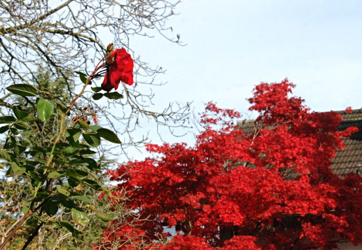 Rose, Herbst, Laubbaum