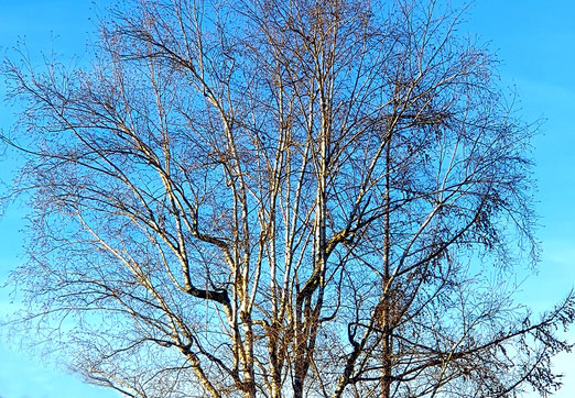  01. Januar 2023 - Mitwintersommer. Nur die Birken leuchten weuss.