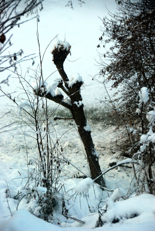 Schnee, Baumstrunk