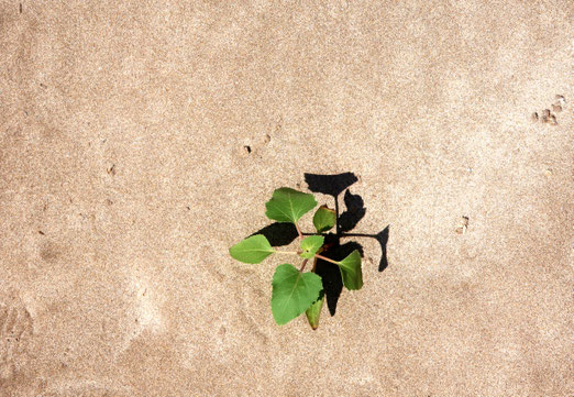  07. Juli 2025 - Brennend heisser Strand - ein grünes Pflänzchen im Sand, es kämpft ums berleben