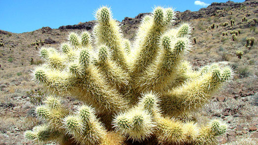 Kaktusse in rauhen Mengen kurz vor Oatman