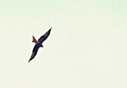 26. August 2025 - Im Anflug auf der Jagd nach leckeren Mäuschen 