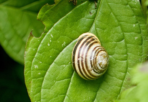 29. August 2025 - Schneckchen klein, ging allein in das weite Grün hinein...