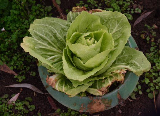 14. März 2019 - Standgehalten: Wintersalat