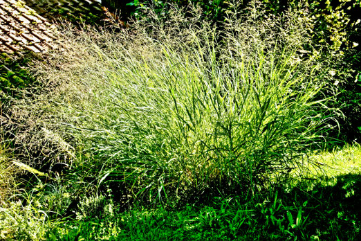 18. September 2025 - Graswald