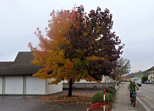 Herbstbaum, Laub, zweifarbig