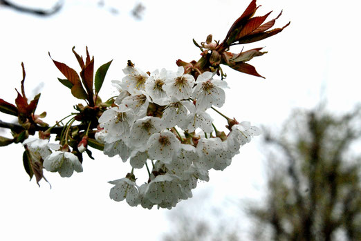 20. April 2023 - Weisse Kirschblüten, Symbol für Reinheit und Vergänglichkeit