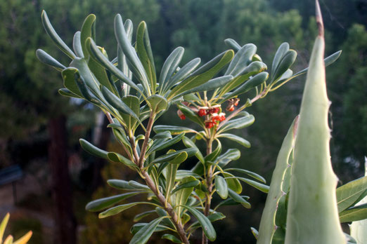 04. Januar 2025 - Winterflora am Meer