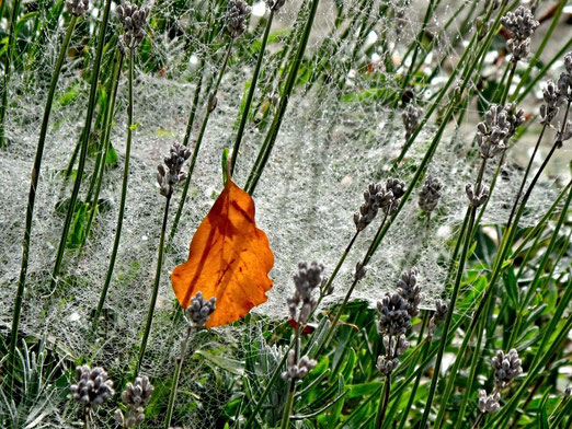 27. Oktober 2013 - Fengewobener Herbst