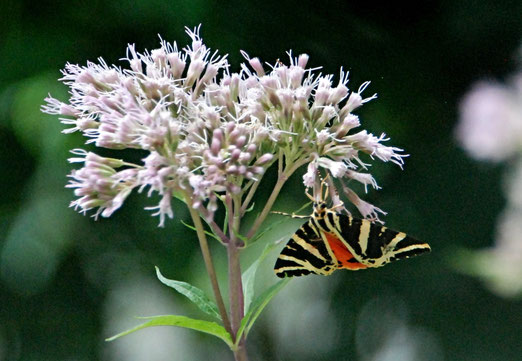 15. August 2021 - Oase für Schmetterlinge. Ein Gartentiger?