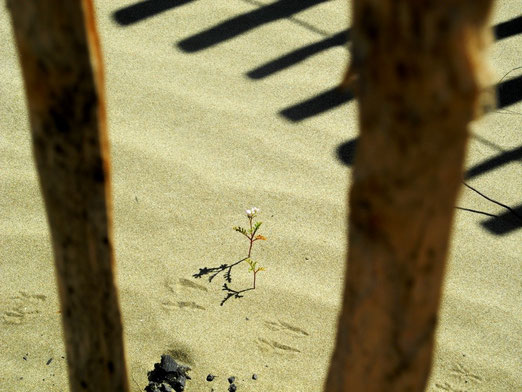 08. Juli 2013 . Lebenszeichen im Sand