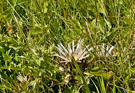 23. August 2025 - Im Gras versteckt, auf 2000 Meter über Meer, eine Silberdistel