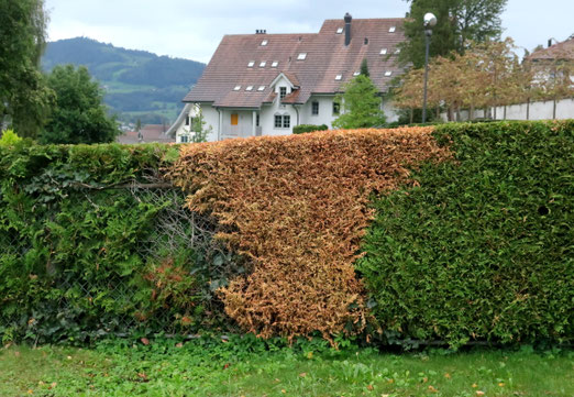 30. September 2020 - Wie die Natur erkrankt: Wurzelfäule beim Thuja