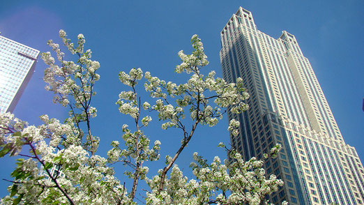 Chicago: Kirschbäume blühen zwischen den Wolkenkratzern