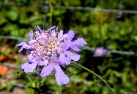 14. August 2025 - Scabiosa - zu deutsch - Trauben-Grindkraut