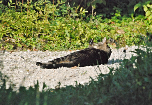 18. August 2025 - Auch hier einmal in Katzenbild: "Ach es ist so heiss!"