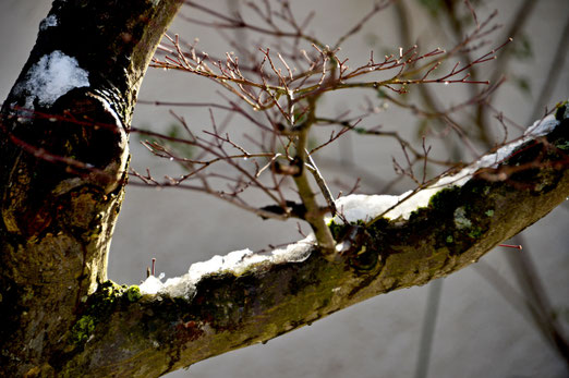 08. Februar 2019 - Fingerzeig zum Frühling