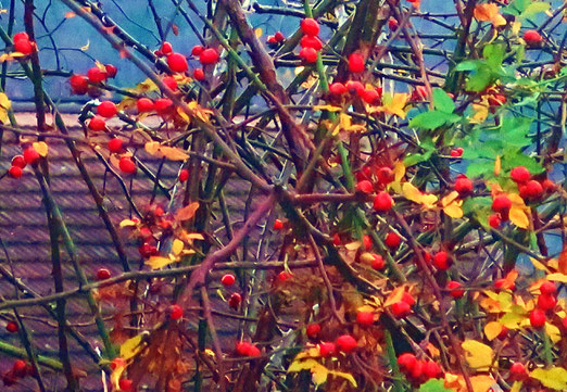 23. November 2021 - Leckerbissen für die Vögel im Winter