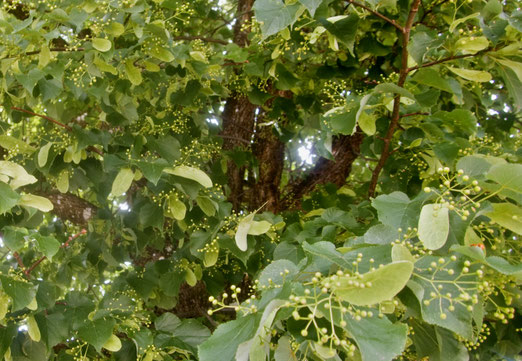 10. Juni 2026 - „Under der linden an der heide, dâ unser zweier bette was, dâ mugt ir vinden schône beide gebrochen bluomen unde gras.“ (Walter von der Vogelweide)