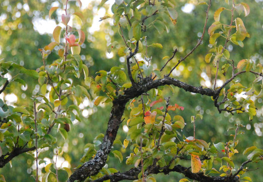 25. September 2025 - Blätter färben sich - und fallen