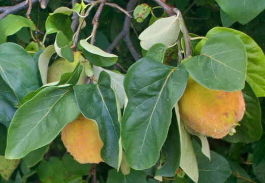 30. August 2025 - Quitten. Wer beisst noch gern in den sauren Apfel