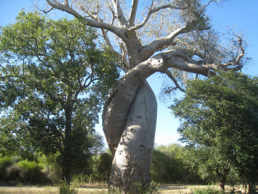 Le Baobab Amoureux;