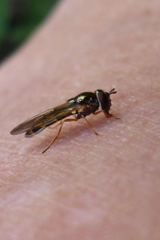 Keine Stechmücke, sondern eine nützliche Mini Biene auf meiner Haut
