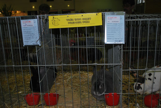 Cage de gauche: Rex noir, cage du centre: Rex opale, cage de droite: Rex tricolore