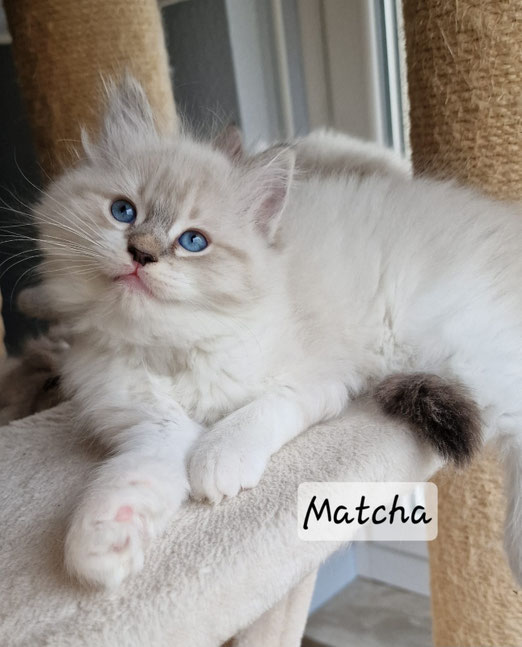 Matcha, femelle, seal tabby point mitted