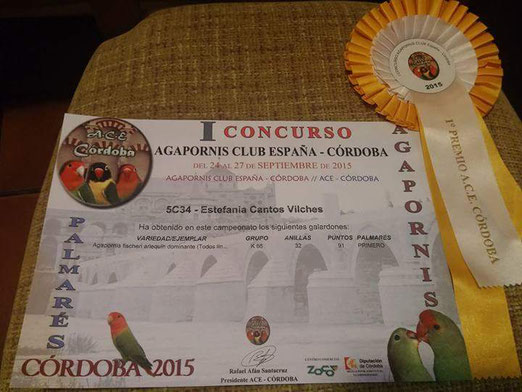 Fischeris Arlequín Azul D 1° Premio Concurso ACE CORDOBA 2015