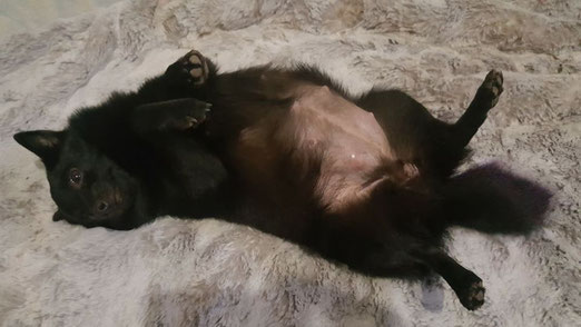 Vicki 53 jours de gestation en 2018