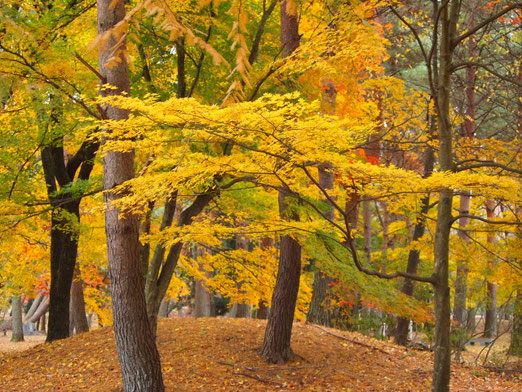 白河　南湖公園１１月１９日