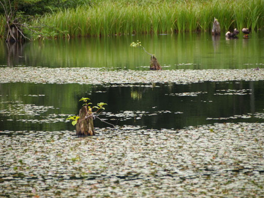 戸隠森林公園